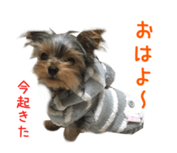 Real DOG Wan de FULL Ver.2 sticker #14241328