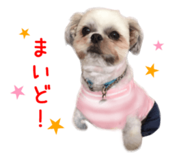 Real DOG Wan de FULL Ver.2 sticker #14241337