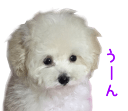 Real DOG Wan de FULL Ver.2 sticker #14241343