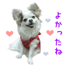 Real DOG Wan de FULL Ver.2 sticker #14241344