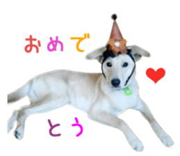 Real DOG Wan de FULL Ver.2 sticker #14241347