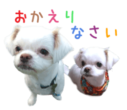 Real DOG Wan de FULL Ver.2 sticker #14241348