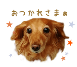 Real DOG Wan de FULL Ver.2 sticker #14241350