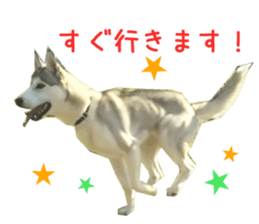 Real DOG Wan de FULL Ver.2 sticker #14241353