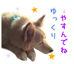 Real DOG Wan de FULL Ver.2 sticker #14241354