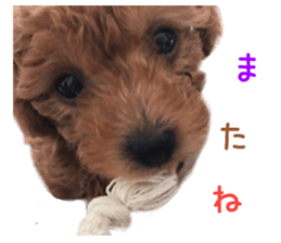 Real DOG Wan de FULL Ver.2 sticker #14241356