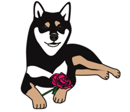 Black Shiba Inu Akira 2 sticker #14243482
