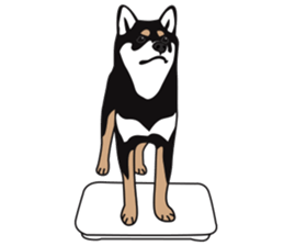 Black Shiba Inu Akira 2 sticker #14243483