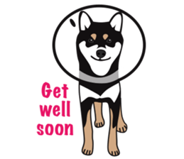 Black Shiba Inu Akira 2 sticker #14243486