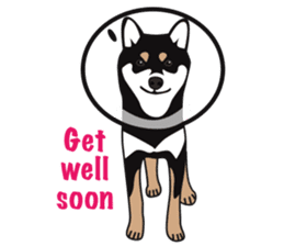 Black Shiba Inu Akira 2 sticker #14243486