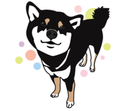Black Shiba Inu Akira 2 sticker #14243490