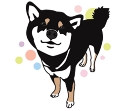 Black Shiba Inu Akira 2 sticker #14243490