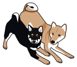 Black Shiba Inu Akira 2 sticker #14243491