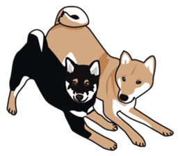 Black Shiba Inu Akira 2 sticker #14243491