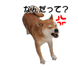 A-chan of Shibainu 2(often used) sticker #14244823