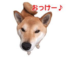 A-chan of Shibainu 2(often used) sticker #14244825