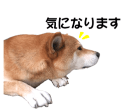 A-chan of Shibainu 2(often used) sticker #14244826