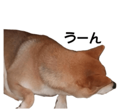 A-chan of Shibainu 2(often used) sticker #14244828