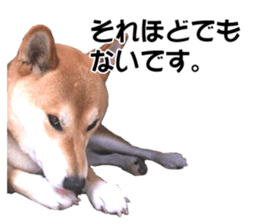 A-chan of Shibainu 2(often used) sticker #14244830