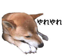 A-chan of Shibainu 2(often used) sticker #14244831