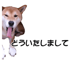 A-chan of Shibainu 2(often used) sticker #14244832