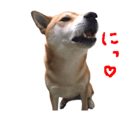 A-chan of Shibainu 2(often used) sticker #14244833