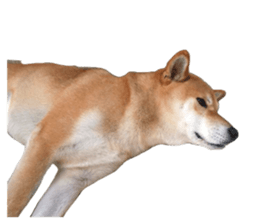 A-chan of Shibainu 2(often used) sticker #14244834