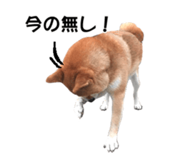 A-chan of Shibainu 2(often used) sticker #14244835