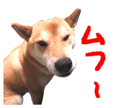 A-chan of Shibainu 2(often used) sticker #14244836