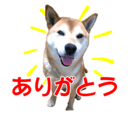 A-chan of Shibainu 2(often used) sticker #14244838