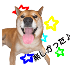 A-chan of Shibainu 2(often used) sticker #14244839
