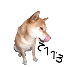 A-chan of Shibainu 2(often used) sticker #14244841