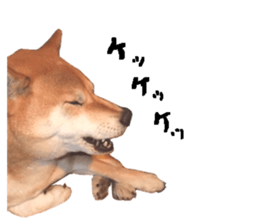 A-chan of Shibainu 2(often used) sticker #14244842