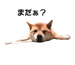 A-chan of Shibainu 2(often used) sticker #14244843