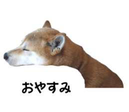 A-chan of Shibainu 2(often used) sticker #14244846