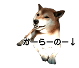 A-chan of Shibainu 2(often used) sticker #14244847