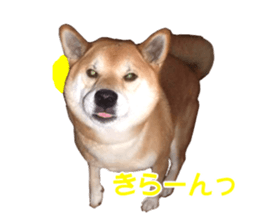 A-chan of Shibainu 2(often used) sticker #14244848