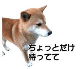 A-chan of Shibainu 2(often used) sticker #14244850