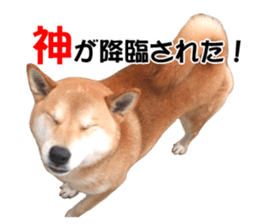 A-chan of Shibainu 2(often used) sticker #14244851