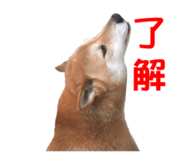 A-chan of Shibainu 2(often used) sticker #14244852