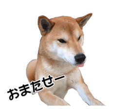 A-chan of Shibainu 2(often used) sticker #14244853