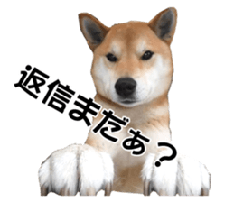 A-chan of Shibainu 2(often used) sticker #14244854