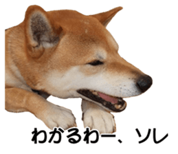 A-chan of Shibainu 2(often used) sticker #14244856