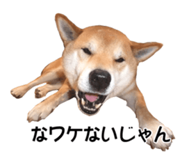 A-chan of Shibainu 2(often used) sticker #14244857