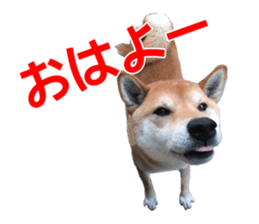 A-chan of Shibainu 2(often used) sticker #14244859