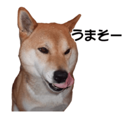 A-chan of Shibainu 2(often used) sticker #14244860