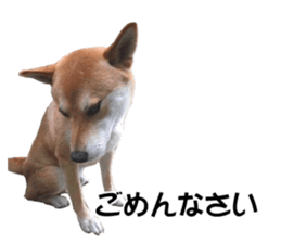 A-chan of Shibainu 2(often used) sticker #14244861