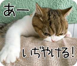 mugi325channel01 sticker #14245208