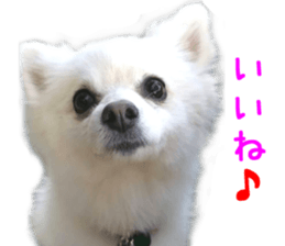 Real DOG White Pomeranian sticker #14245950