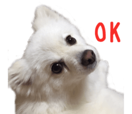 Real DOG White Pomeranian sticker #14245951